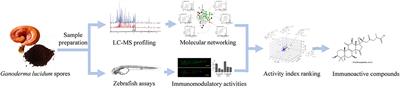 Screening Immunoactive Compounds of Ganoderma lucidum Spores by Mass Spectrometry Molecular Networking Combined With in vivo Zebrafish Assays